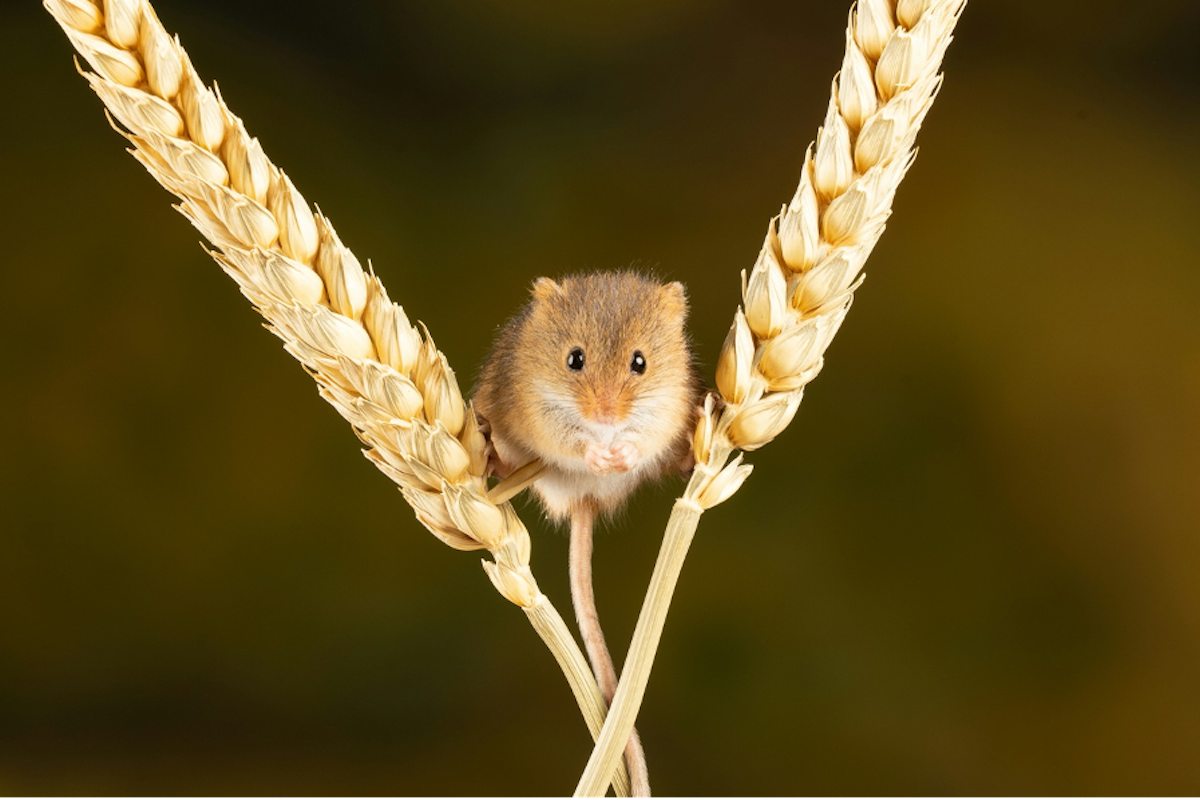 Research on mice means dentists could provide vaccines