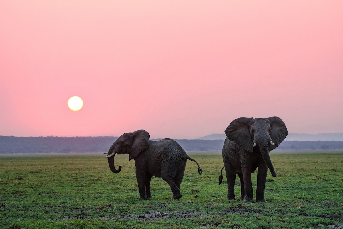 Dentist provides specialist care to African elephant