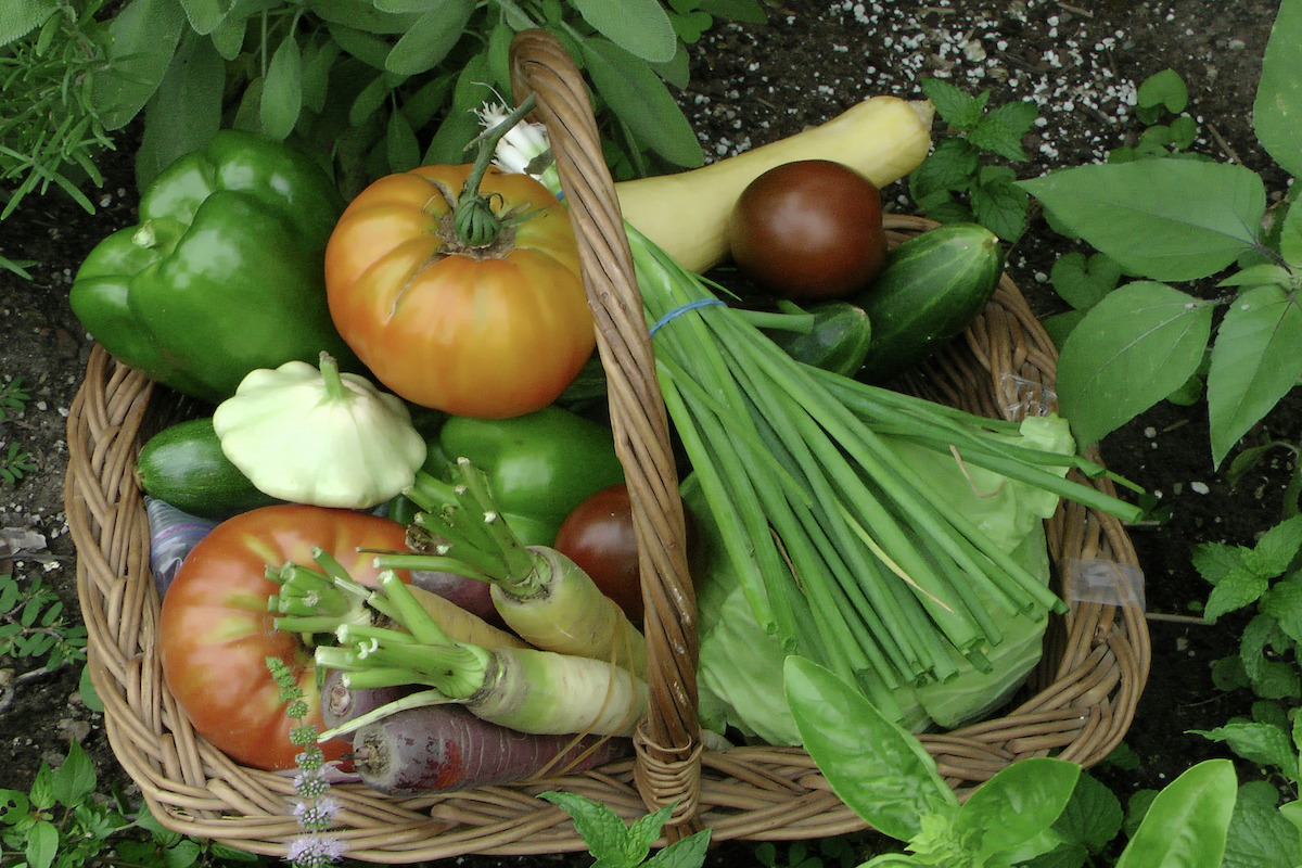 Fibremaxxing – can it improve oral health?