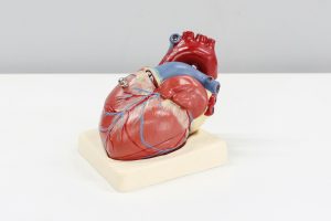 model of heart and valves